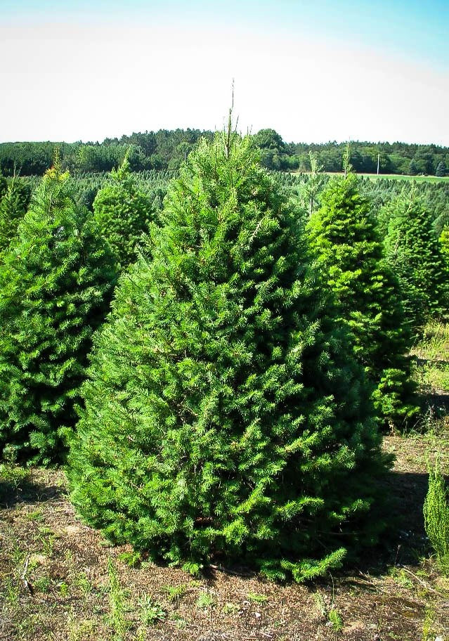 3-4 Foot Fir