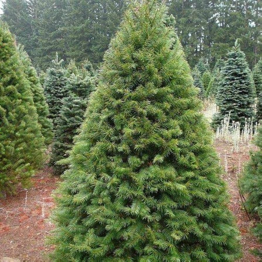 5-6 Foot Fir