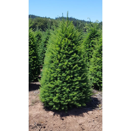 7-8 Foot Fir