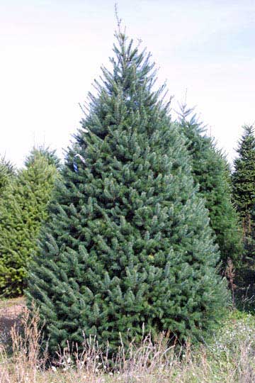 9-10 Foot Fir